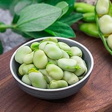 fava bean