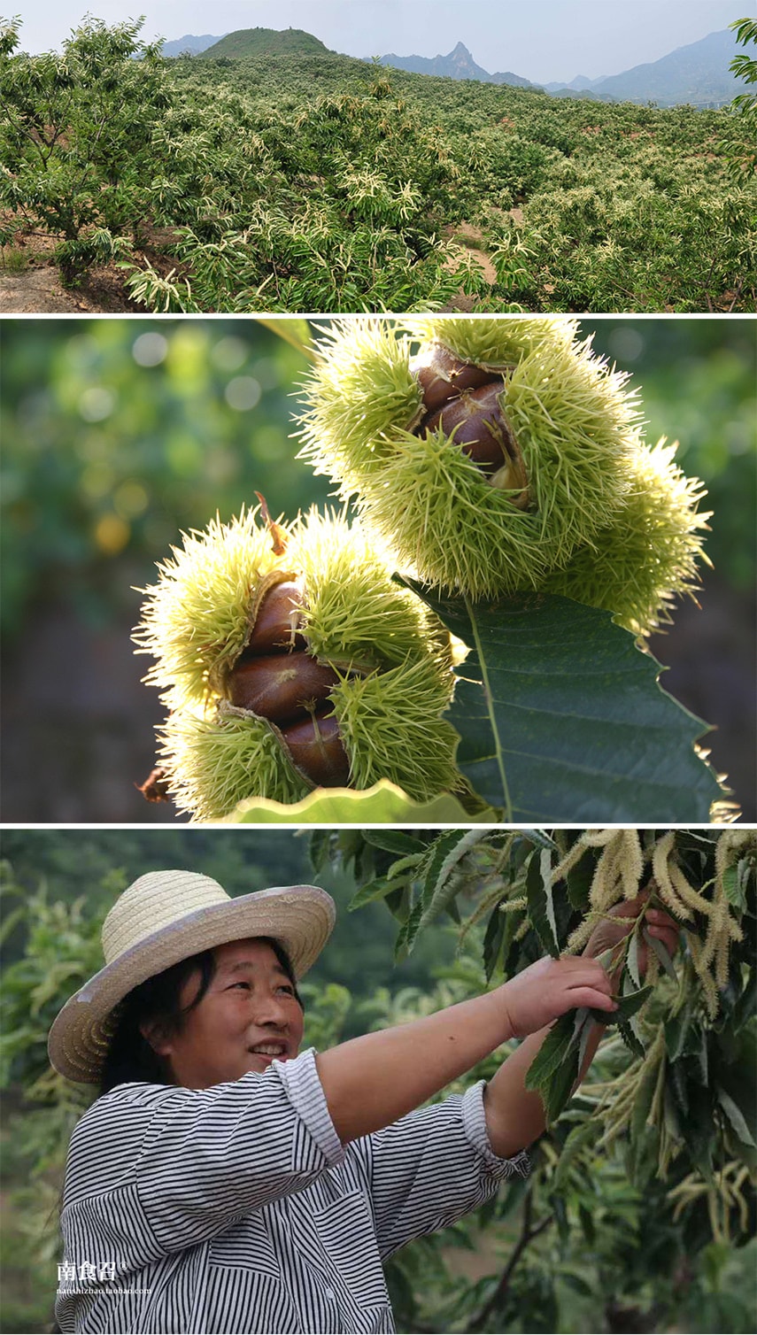 【健康零食】本味板栗仁 80克 即食去殼熟栗子 樹熟甘慄 南食召品牌