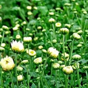 胎菊1