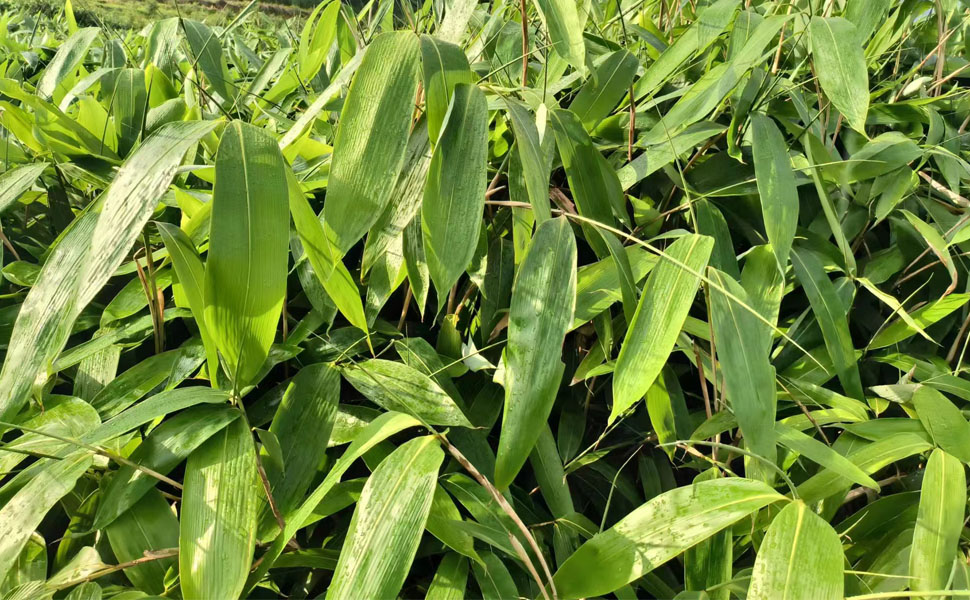 The growth environment of bamboo leaves
