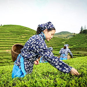 茶花蕾