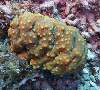 荔枝參活體