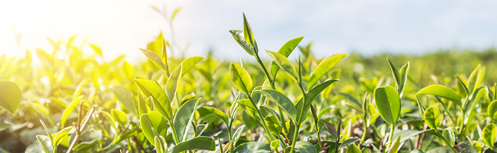 太子牌有機茶烏龍茶涼茶