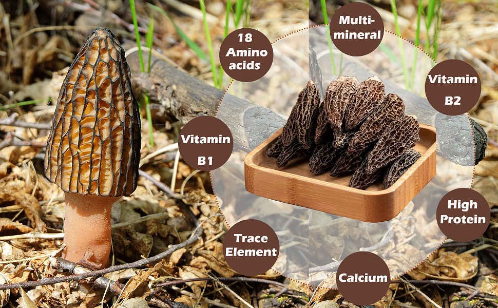Gourmet Morchella Conica Edible Mushrooms for Cooking