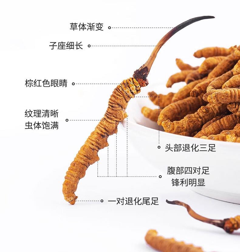 【中華老字號 江浙滬第一品牌】雷允上手工精選冬蟲夏草2g【8倍高腺苷】 凍乾蟲草更高品質 養生滋補品 中秋過年送禮禮品