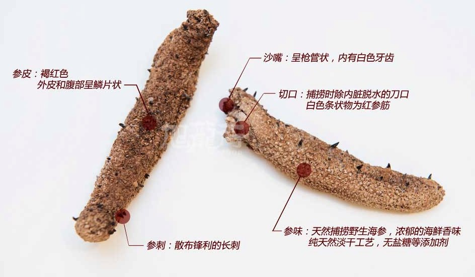 Alaska Sea Cucumber 阿拉斯加紅參