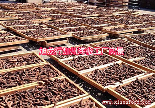 美國旭龍行海蔘工廠 阿拉斯加紅參曬圖實拍 Alaska Sea Cucumber Factory