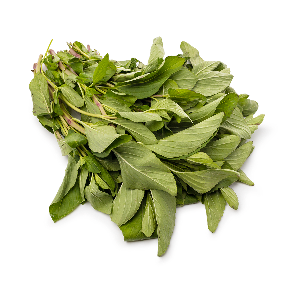 MINT　準備中 2_15_IntroductionImage.jpg