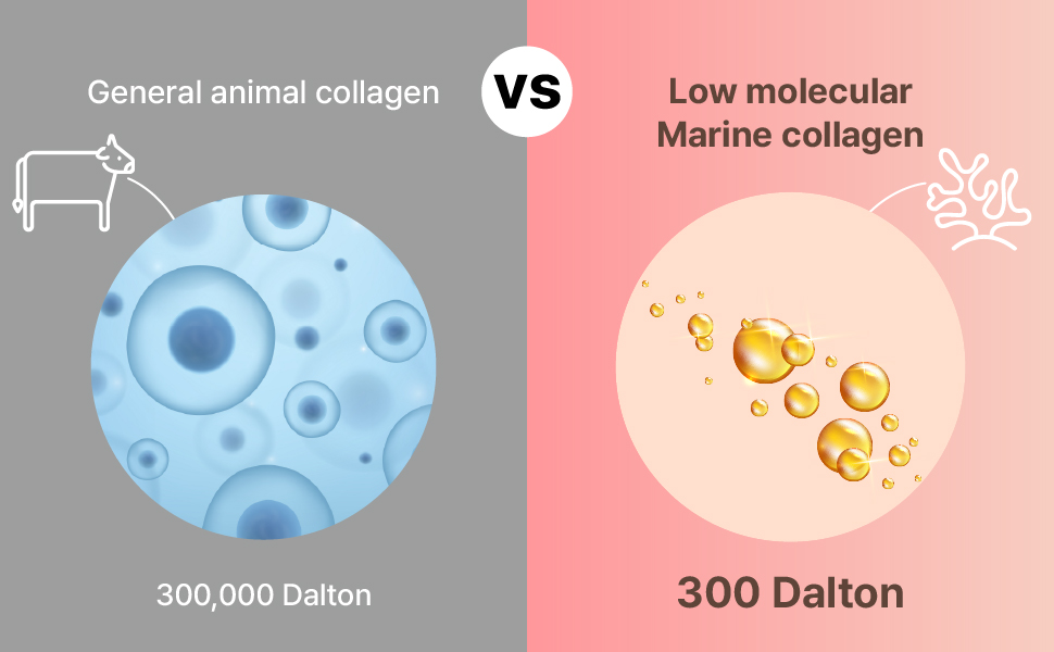 Collagen Jelly