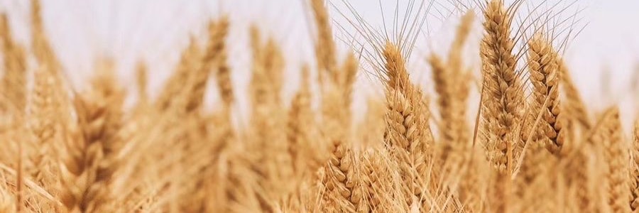 日本MARUTAI 北海道味噌拉面 2人份 216g