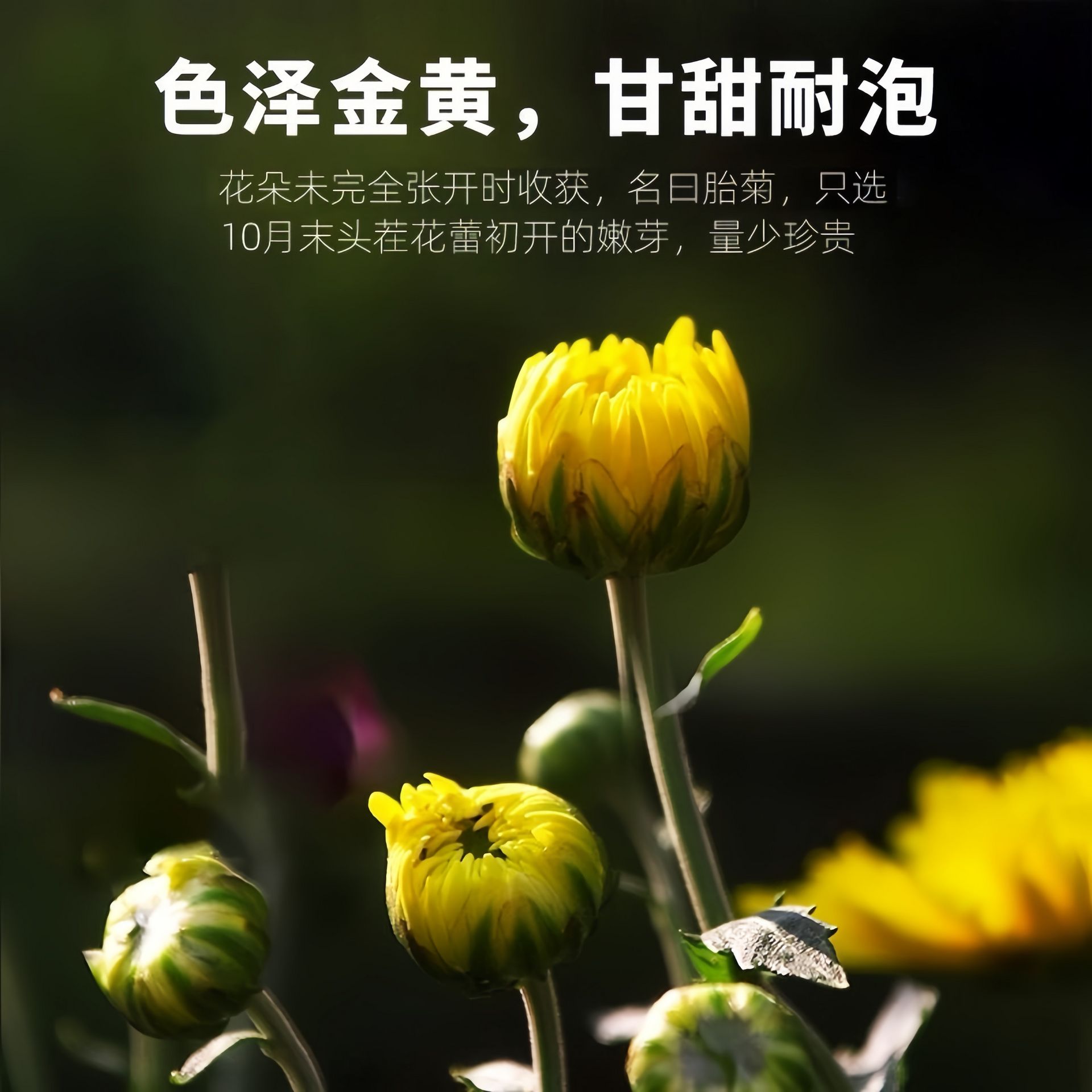 南京同仁堂 胎菊 杭白菊 清肝明目 降火涼茶30g