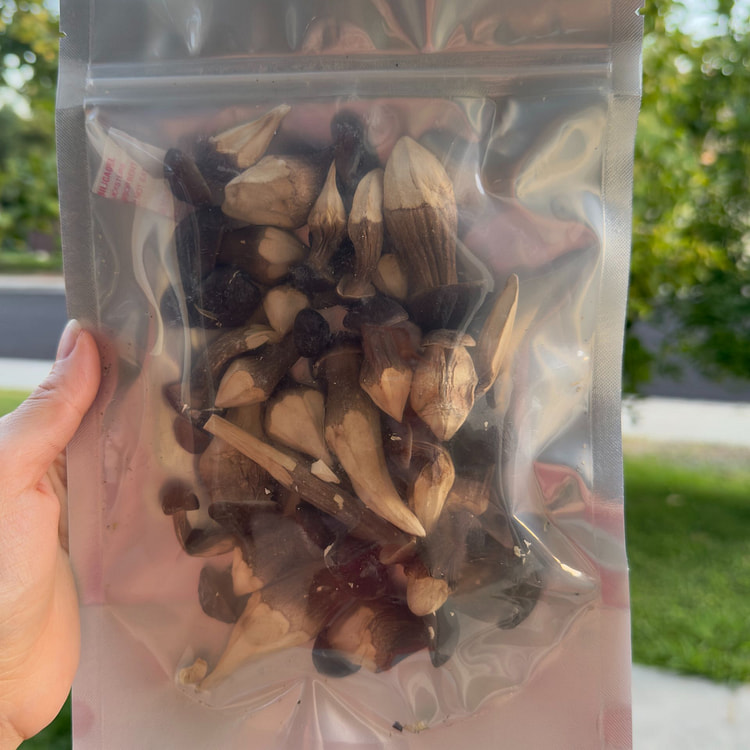 Freeze-dried Black Termite Mushroom 50 g