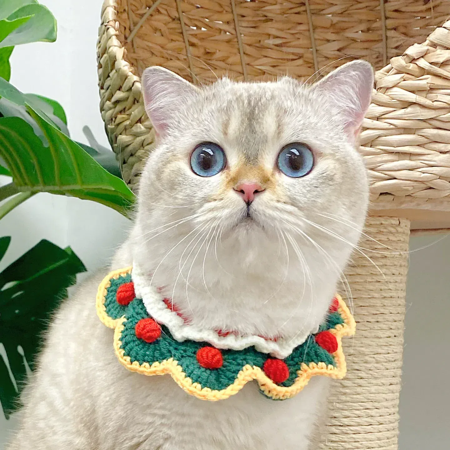 Christmas Christmas Polka Dot Cute Collar 1 each
