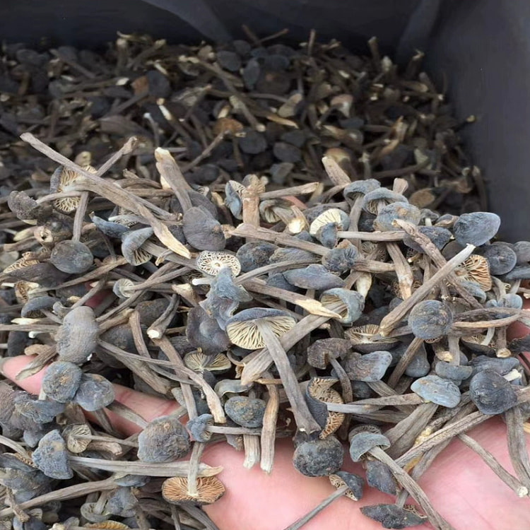 云南黑皮鸡枞菌干货煲汤250g*1袋