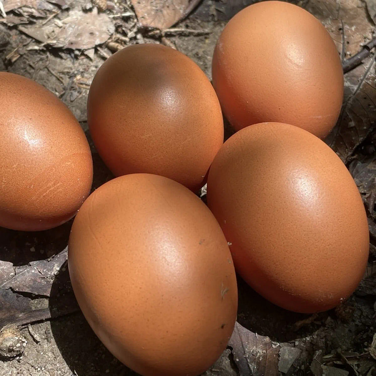 6-Pack Chicken Hatching Eggs (Breed Mystery Box) B 6 count