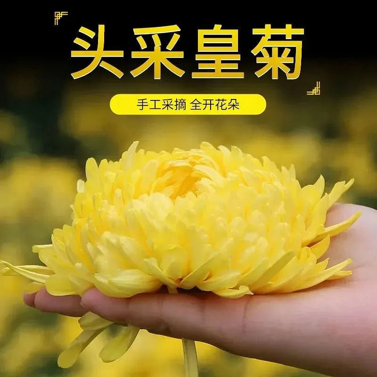 金丝皇菊特级独立包装菊胎菊花茶叶3小包 3 包