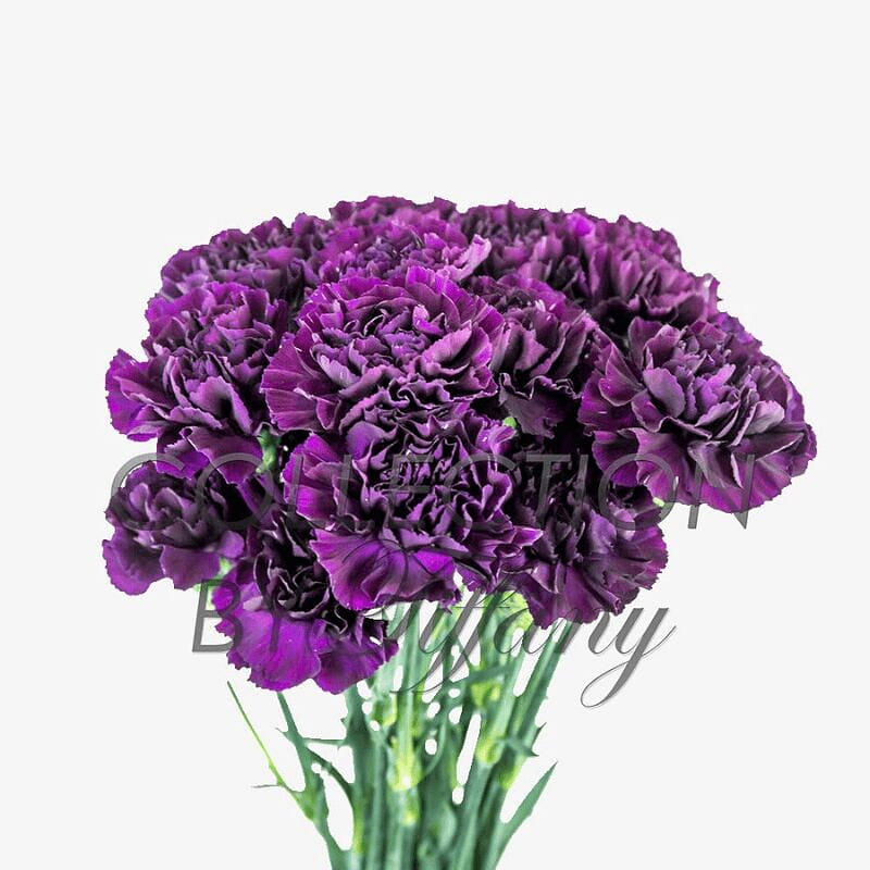 Fresh Purple Carnations Long Lasting 20 Stems 1 bunch