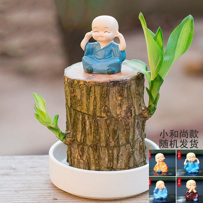 巴西木水培花高10厘米+盆+小和尚