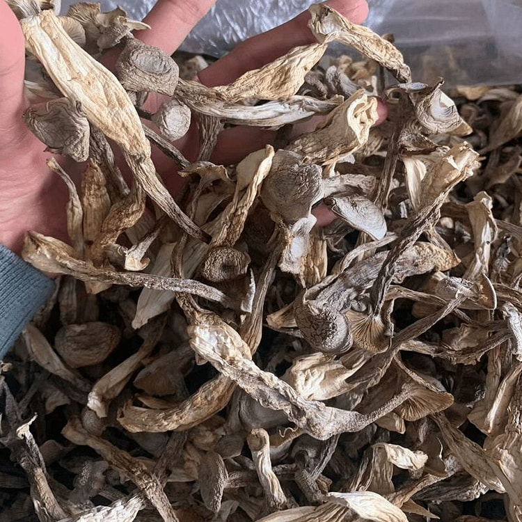 500g dried antler mushroom
