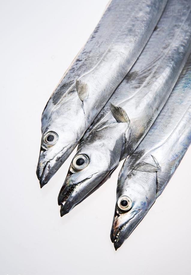 Wild Fresh belt fish 3.54lb Weee!