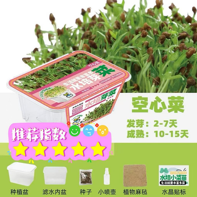 家庭版种植小盆栽 观察植物生长过程《空心菜》