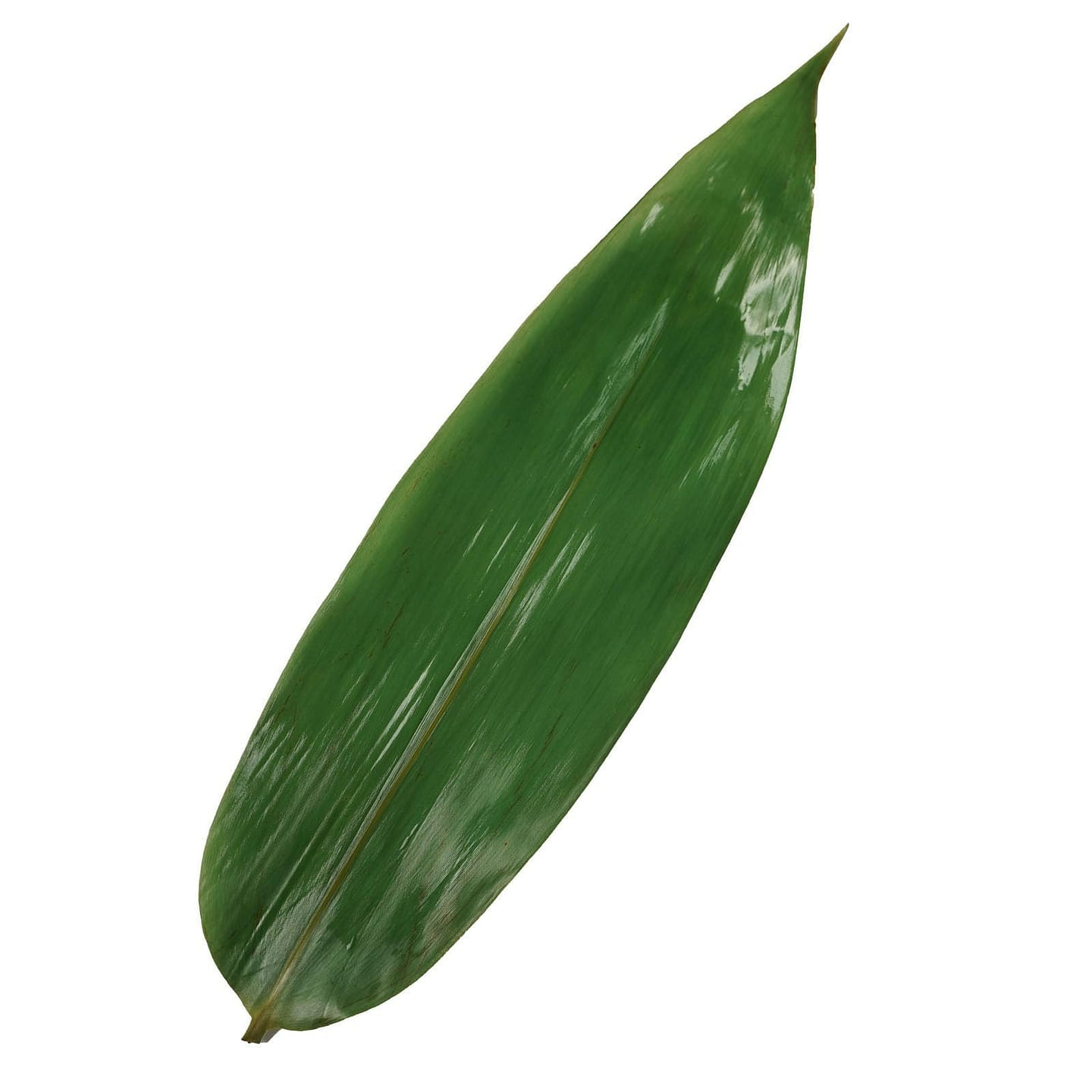 Leaf Bamboo 50 Pcs Bamboo Leaf for Cooking Zongzi 1 each