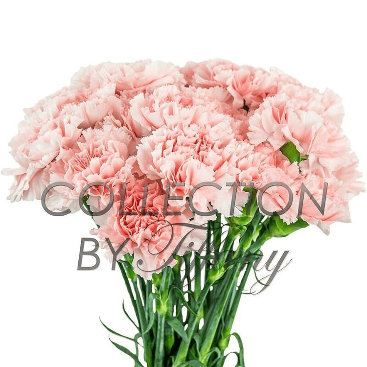 Fresh Light Pink Carnations Long Lasting 20 Stems 1 bunch