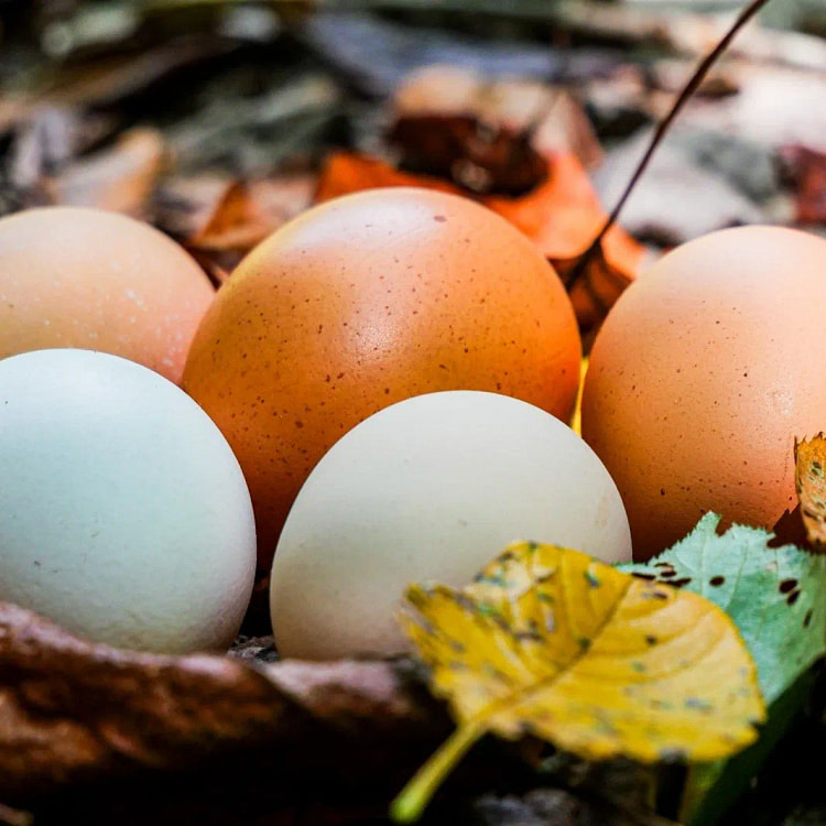 6-Pack Barnyard Mix Chicken Hatching Eggs! Rainbow 6 count