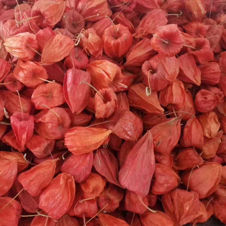 东北长白山红姑娘果苦菇娘红锦灯笼果挂金灯菇鸟菇茑新货500g*1袋