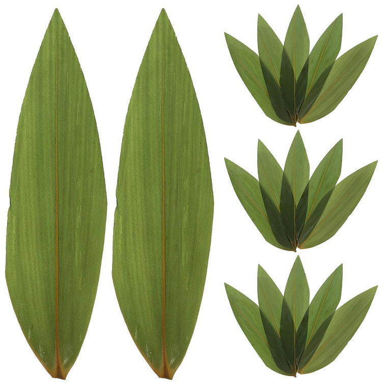 100片寿司竹叶 天然香蕉叶 粽子叶 摆盘装饰食物 1 份