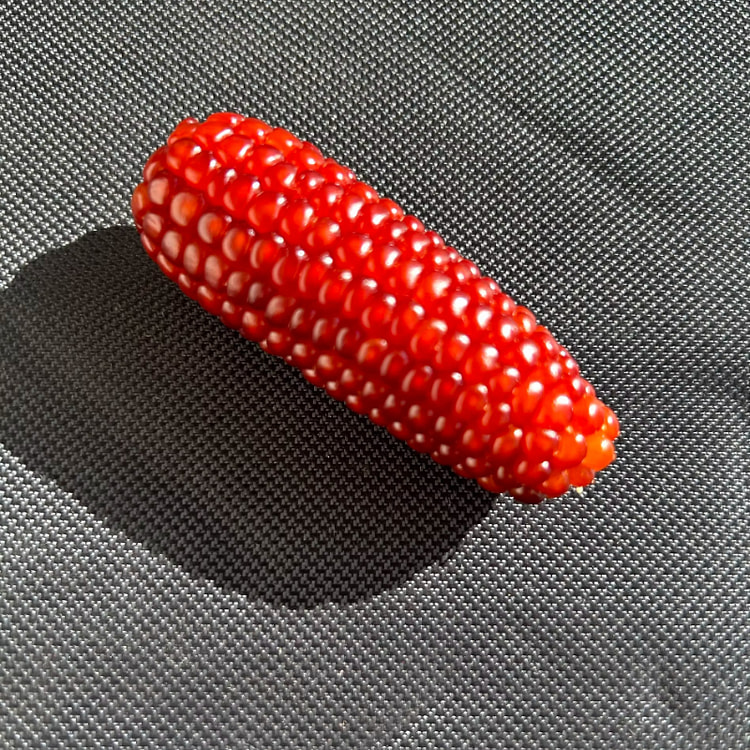 Buddha's Red Jade Corn  1 pcs 1 count