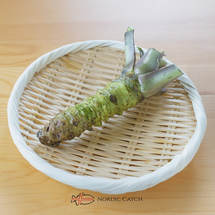 新鲜日本山葵根（真正的山葵根茎） 完整山葵根茎