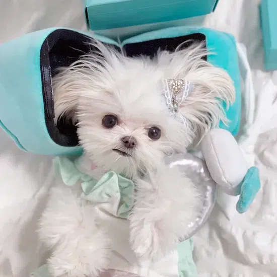 【POOZPET】Engagement Ring Toy Set 1 each