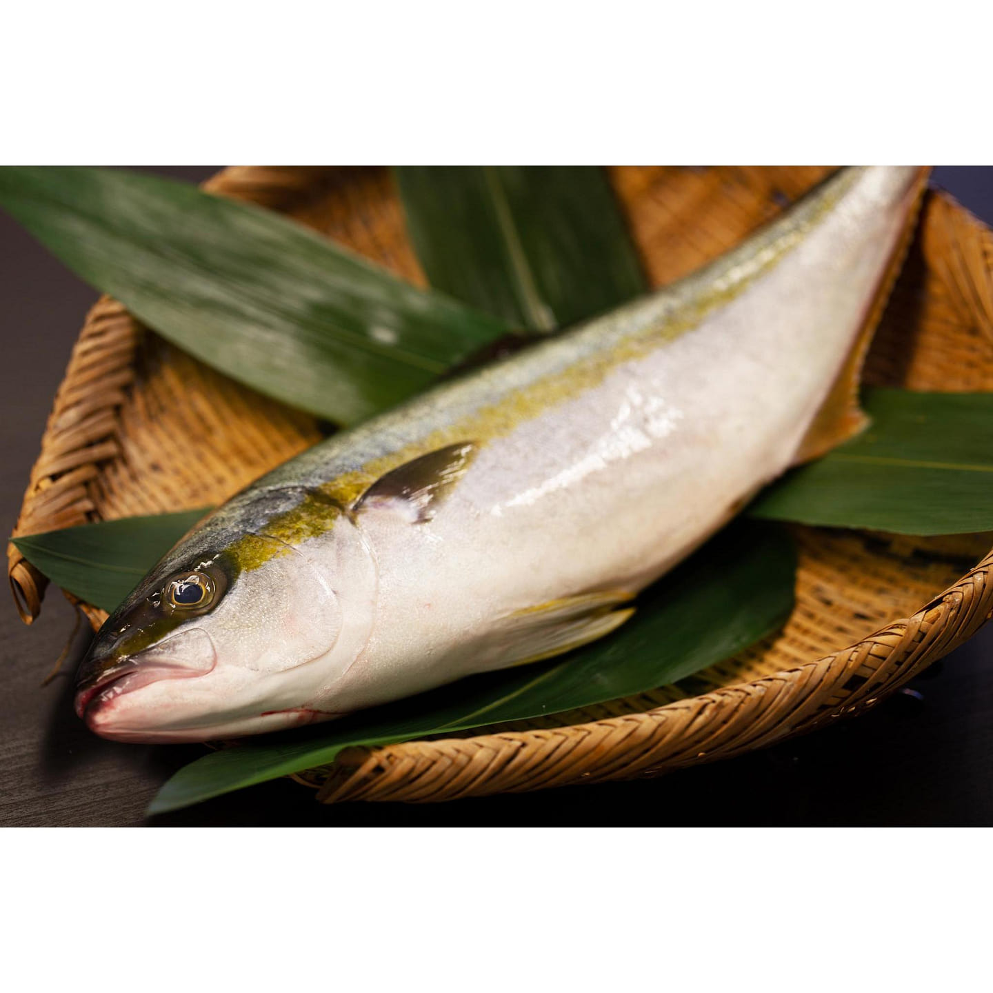 Hiramasa 3.3lbs 8 lb