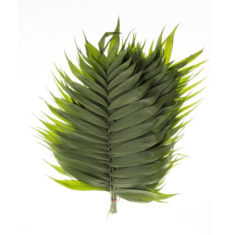 Generic Fresh Emerald Palm Leaves 10 Stems 27 inch 1 bunch