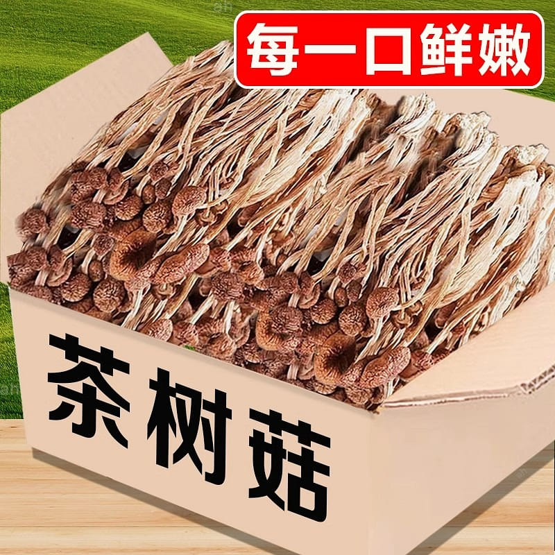 Gutian Tea Tree Mushroom Farmer’s New Shiitake Mushroom for Soup Net Weight 500g 1 box