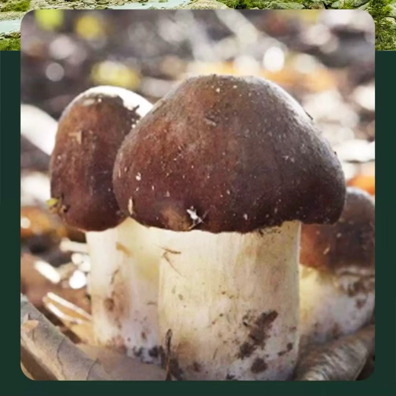 Yunnan Dried Tricholoma matsutake from 500 g