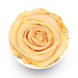White Mini Round Champagne