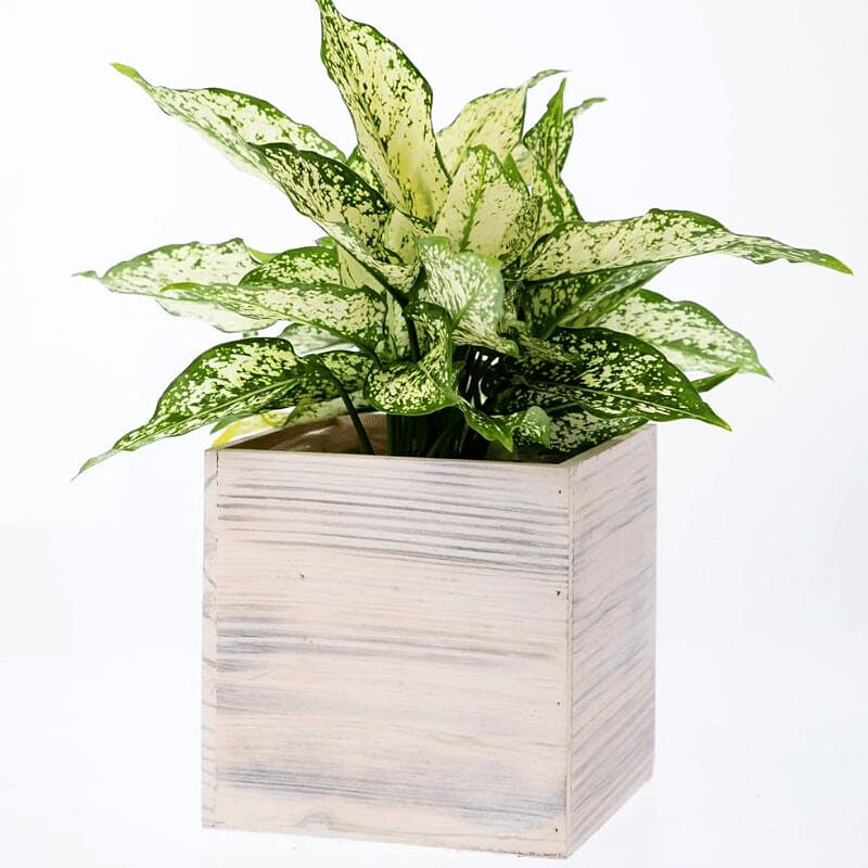 Whitewashed Wooden Planter Boxes (7x 7 inch) 1 each