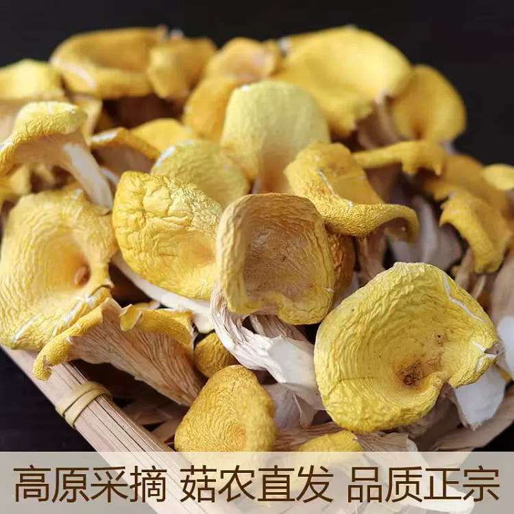 东北榆黄蘑菇干货*1袋