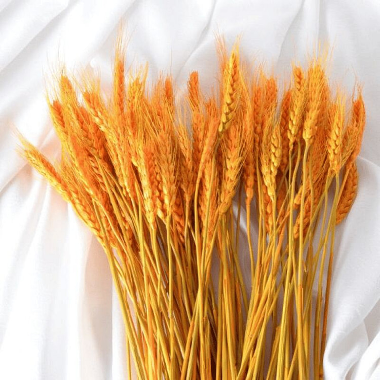 Tet & Lunar New Year Yellow Wheat Bunch 20 inches 8 oz