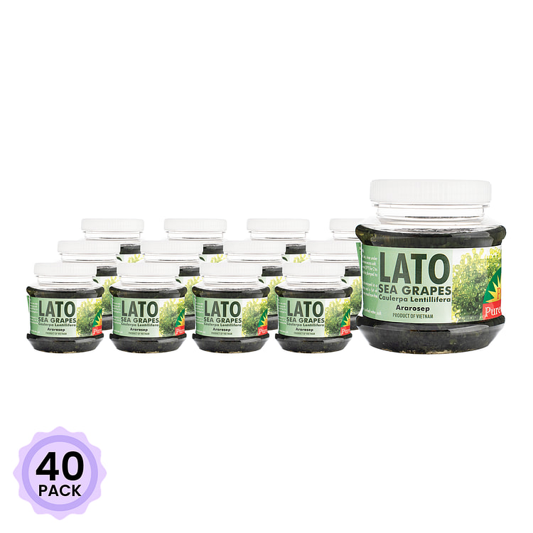 Puregold 라토 소금에 절인 바다포도 230 그램*40 팩