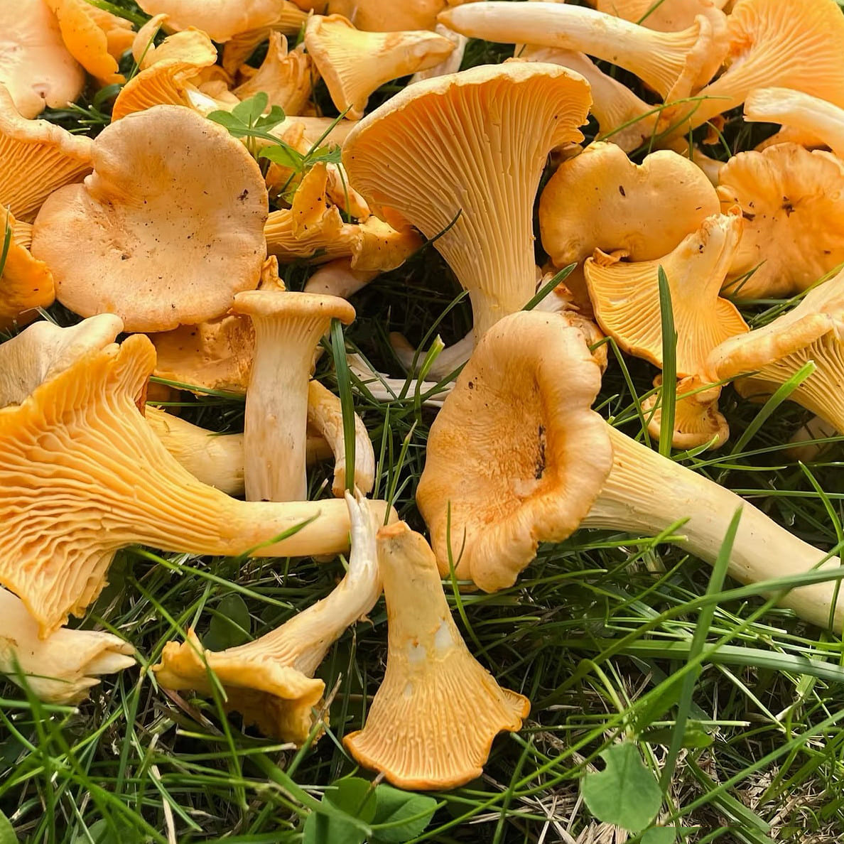 Dried Chanterelle Mushrooms 2OZ 2 オンス