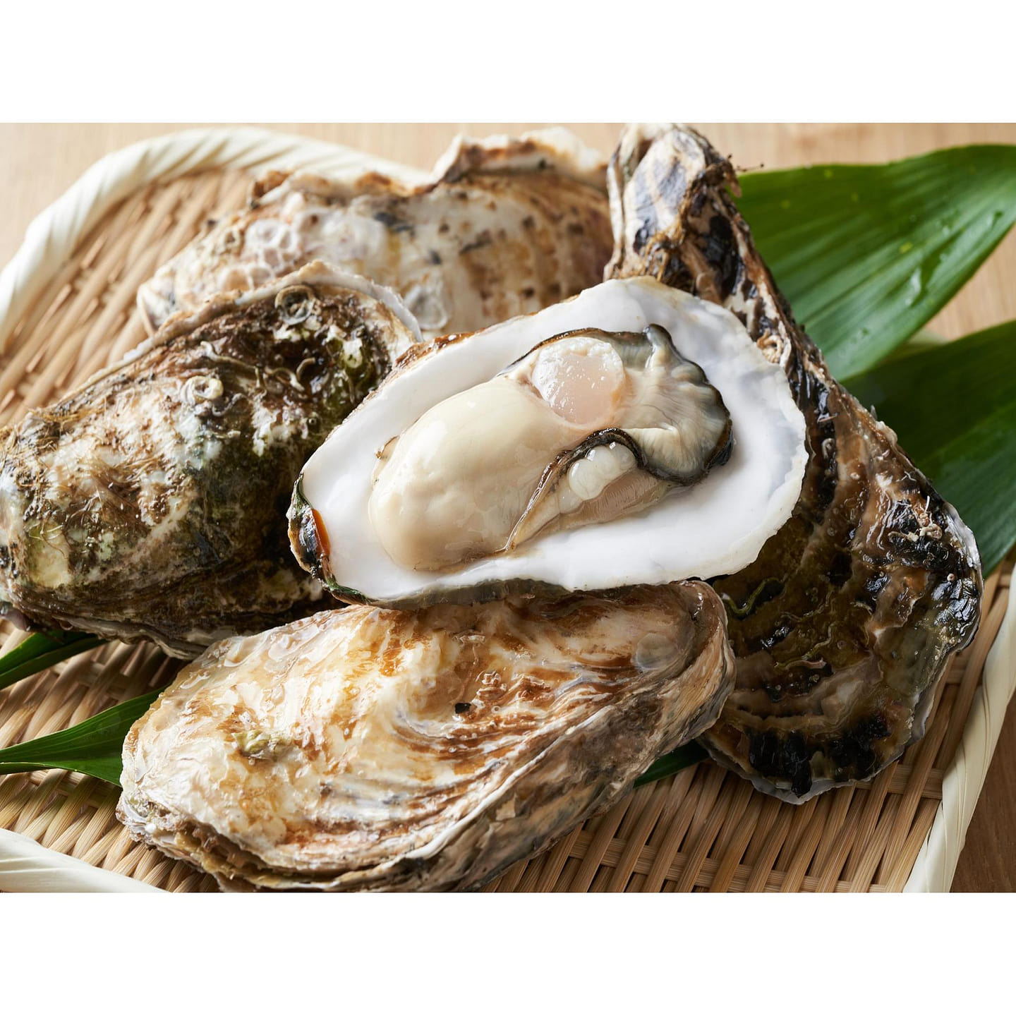Kumamoto Oyster Dozen 2 磅