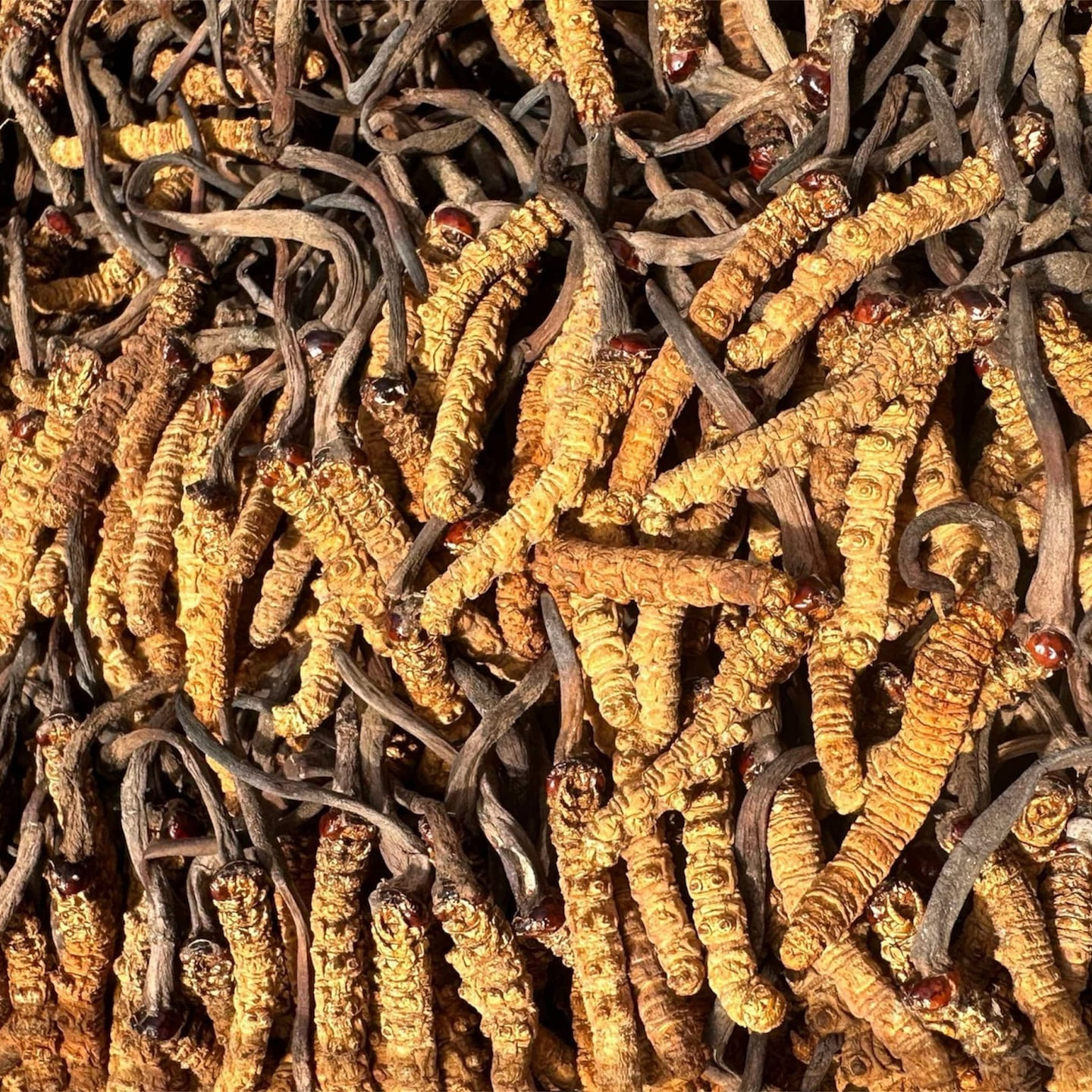 BIRDS NEST Natural Cordyceps Sinensis Red Eye 10G 10 g