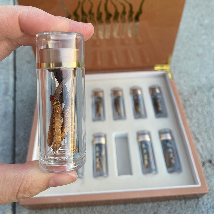 Red eyes Cordyceps sinensis
