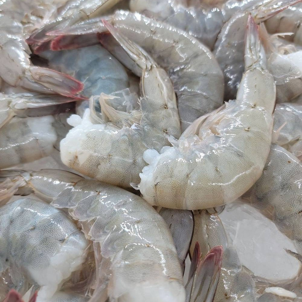 10 lb – Fresh Harvested Large Sun Shrimp Tails – (20 trays or bags) 10 lb