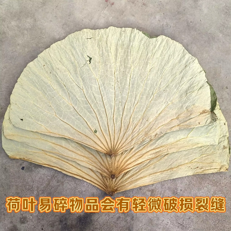微山湖整张干荷叶250g