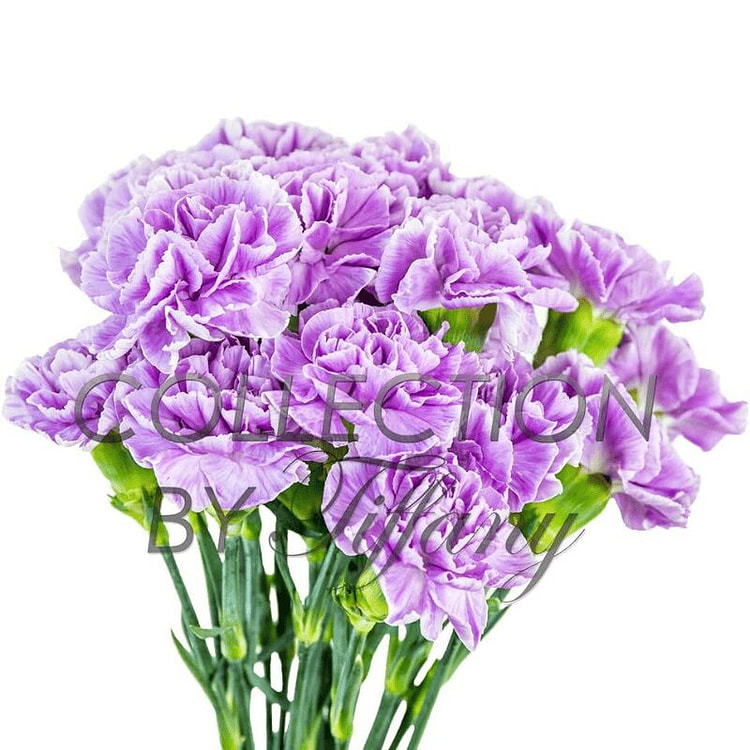 新鮮なラベンダーカーネーション（長持ち・20本） 1 bunch