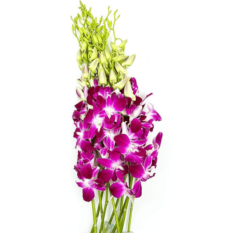 Fresh Long Lasting Sonnia Dendrobium Orchids 10 each